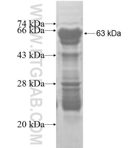SDCCAG10 fusion protein Ag9671 SDS-PAGE