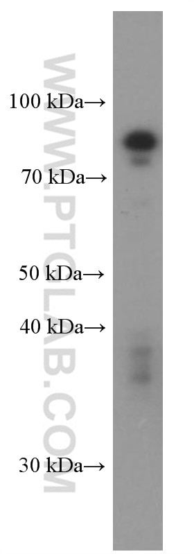 Western Blot (WB) analysis of THP-1 cells using SDCCAG8 Monoclonal antibody (66284-1-Ig)