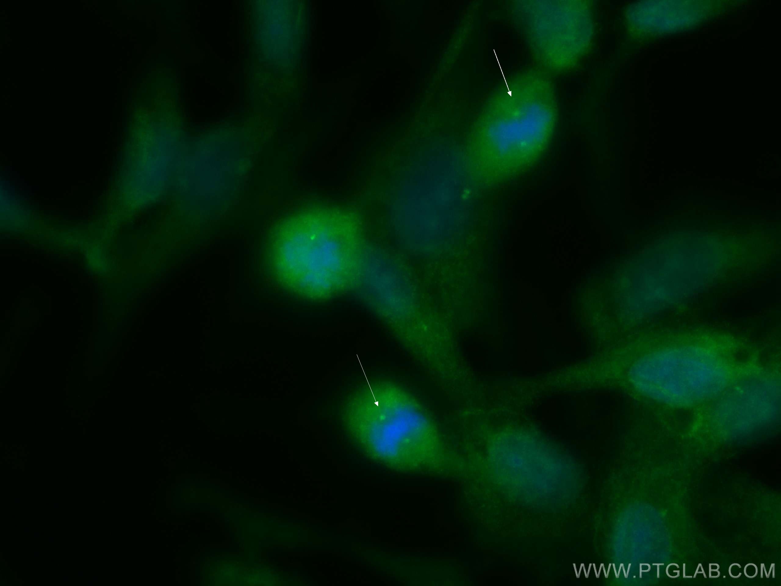 Immunofluorescence (IF) / fluorescent staining of MDCK cells using CoraLite® Plus 488-conjugated SDCCAG8 Polyclonal a (CL488-13471)