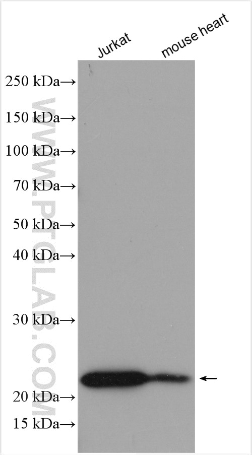 Western Blot (WB) analysis of various lysates using SDF2 Polyclonal antibody (14747-1-AP)