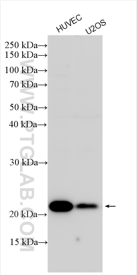 Western Blot (WB) analysis of various lysates using SDF2 Polyclonal antibody (14747-1-AP)