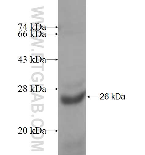 SDF2 fusion protein Ag6538 SDS-PAGE