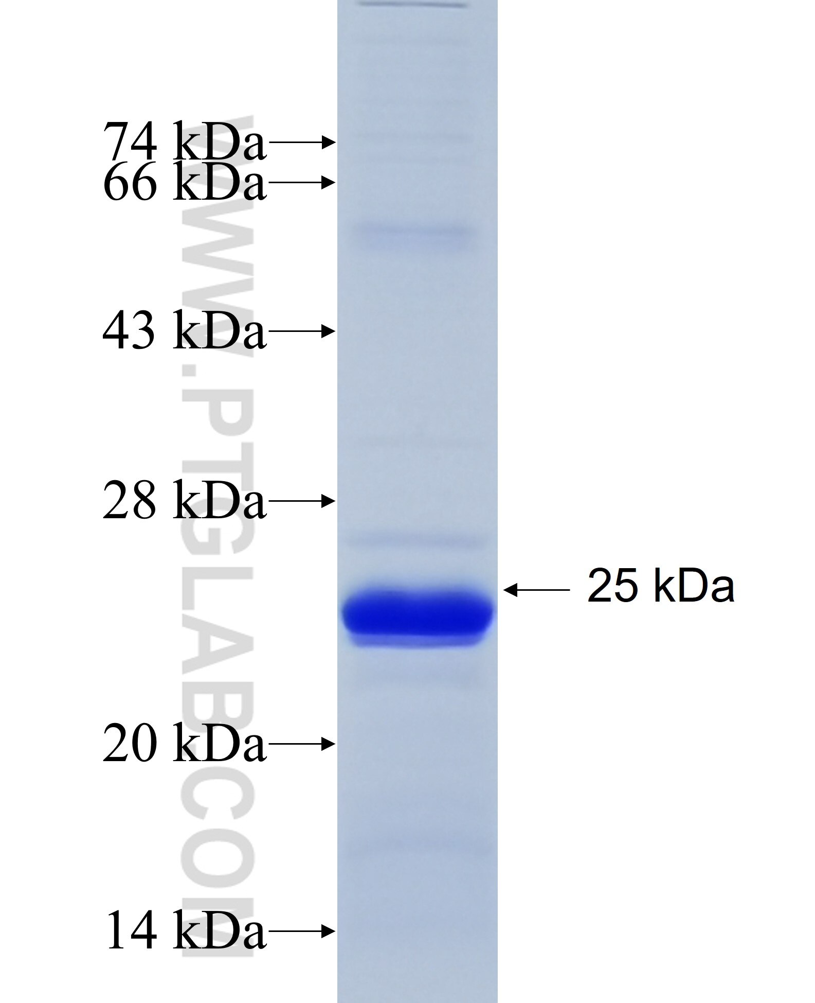 SDF2 fusion protein Ag6538 SDS-PAGE