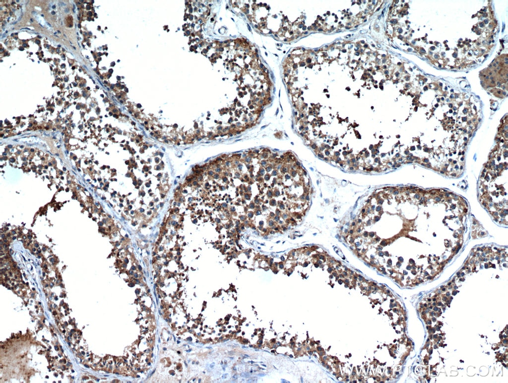 Immunohistochemistry (IHC) staining of human testis tissue using SDF2L1 Polyclonal antibody (20888-1-AP)