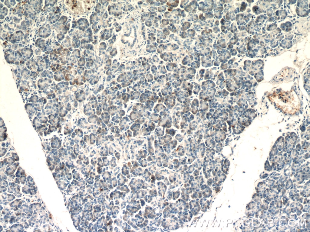 Immunohistochemistry (IHC) staining of human pancreas tissue using SDF2L1 Polyclonal antibody (20888-1-AP)