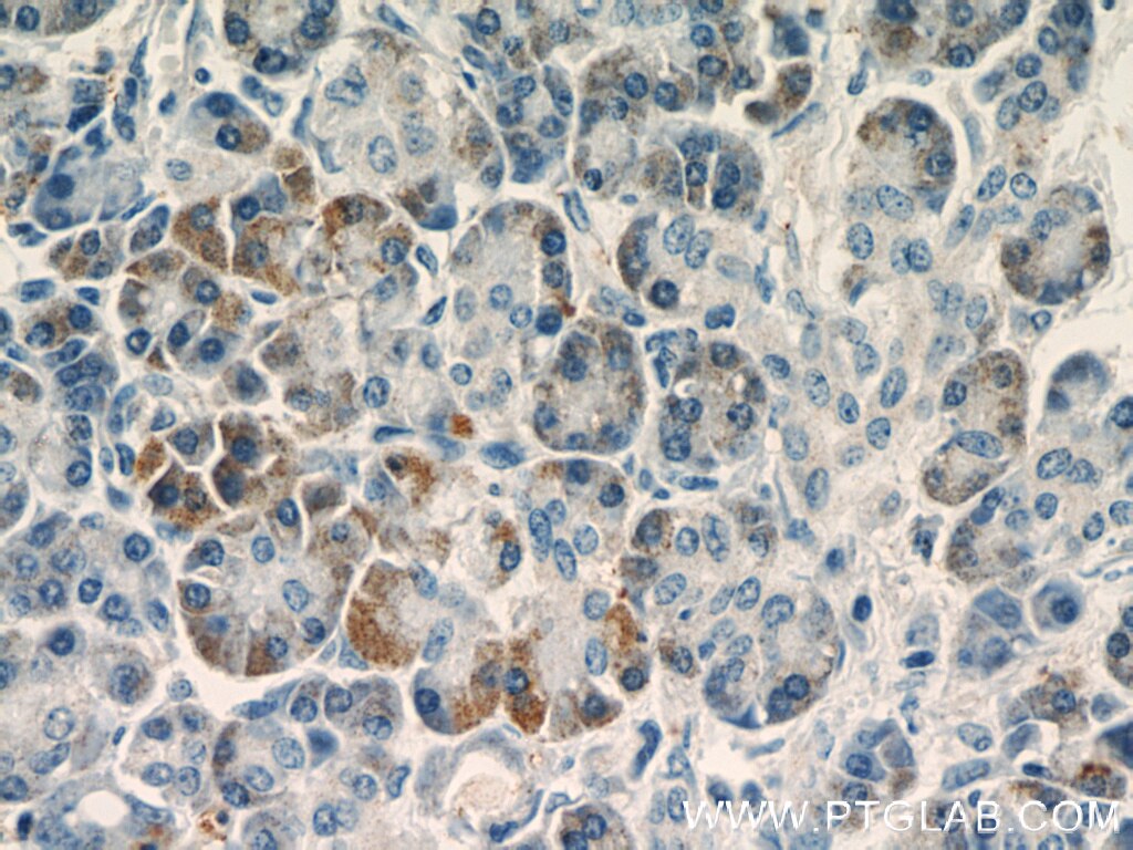 Immunohistochemistry (IHC) staining of human pancreas tissue using SDF2L1 Polyclonal antibody (20888-1-AP)