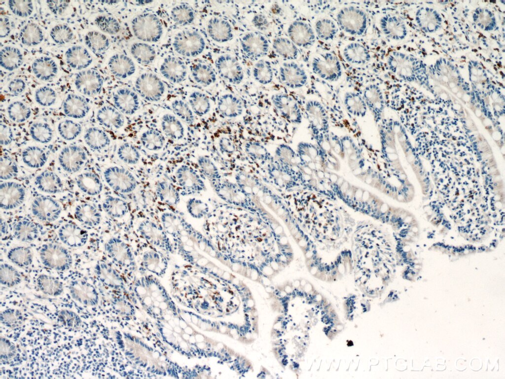 Immunohistochemistry (IHC) staining of human small intestine tissue using SDF2L1 Polyclonal antibody (20888-1-AP)