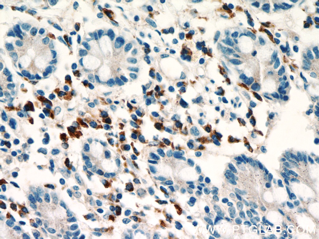 Immunohistochemistry (IHC) staining of human small intestine tissue using SDF2L1 Polyclonal antibody (20888-1-AP)