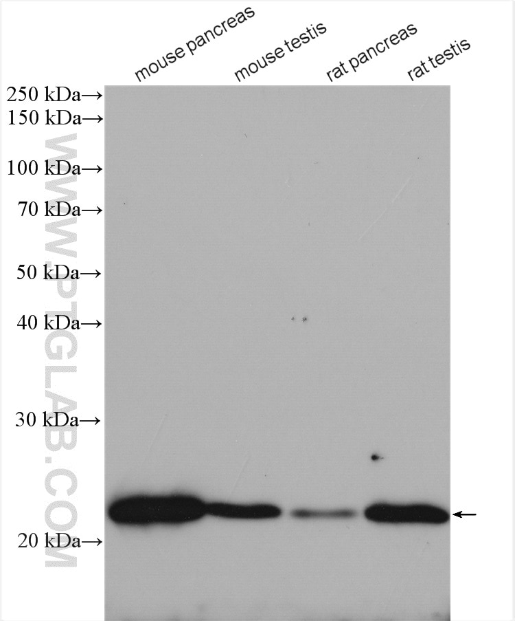 Western Blot (WB) analysis of various lysates using SDF2L1 Polyclonal antibody (20888-1-AP)