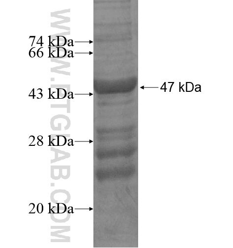 SDF2L1 fusion protein Ag14160 SDS-PAGE