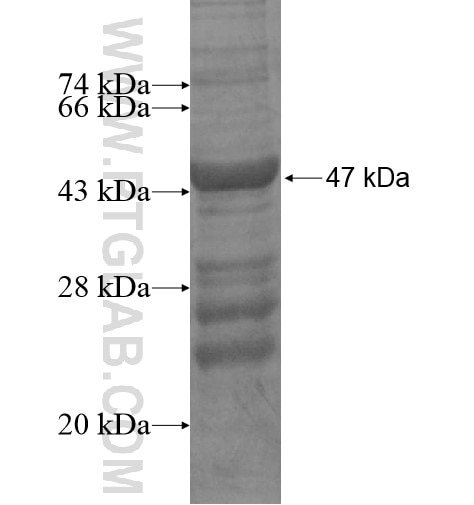 SDF2L1 fusion protein Ag14160 SDS-PAGE