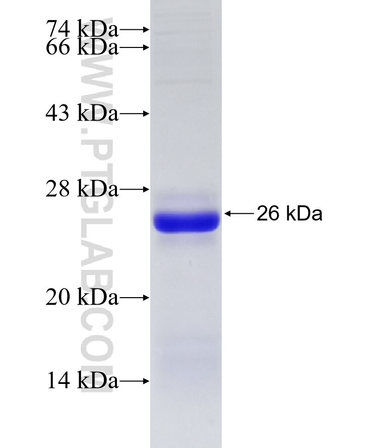 SDF2L1 fusion protein Ag16819 SDS-PAGE