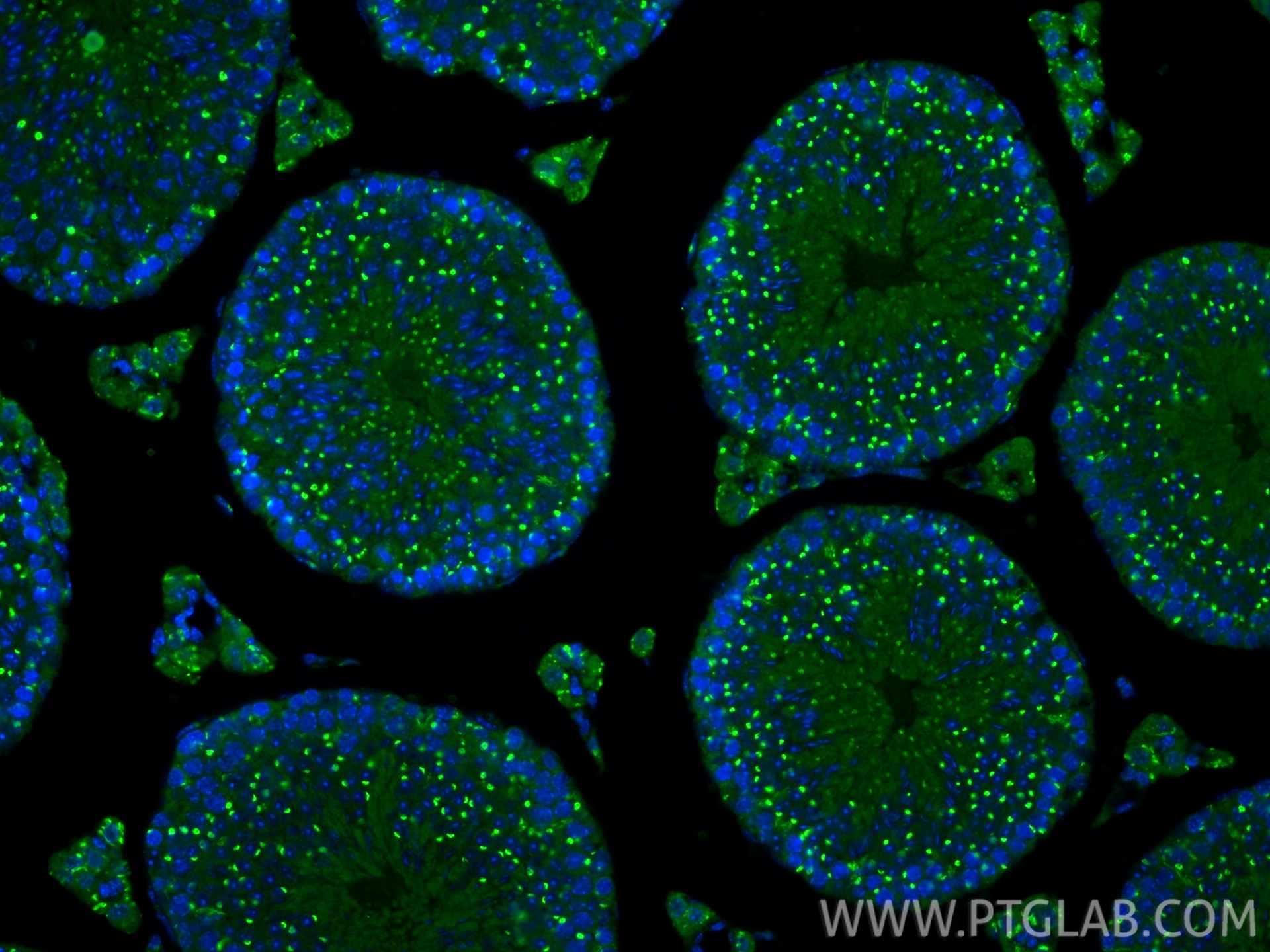 IF Staining of mouse testis using 10517-1-AP Immunofluorescence (IF) / fluorescent staining of mouse testis tissue using SDF4 Polyclonal antibody (10517-1-AP)