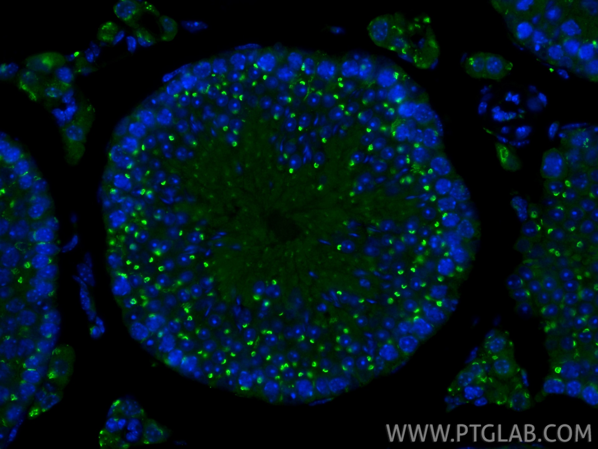 IF Staining of mouse testis using 10517-1-AP Immunofluorescence (IF) / fluorescent staining of mouse testis tissue using SDF4 Polyclonal antibody (10517-1-AP)