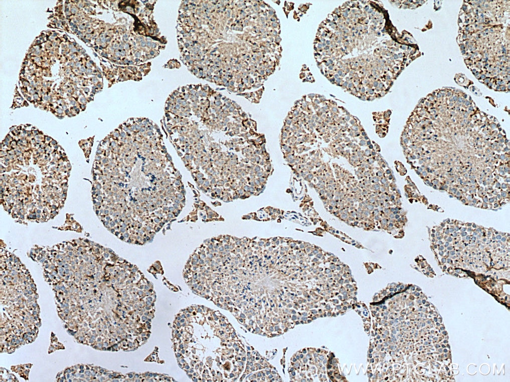 Immunohistochemistry (IHC) staining of mouse testis tissue using SDF4 Polyclonal antibody (10517-1-AP)