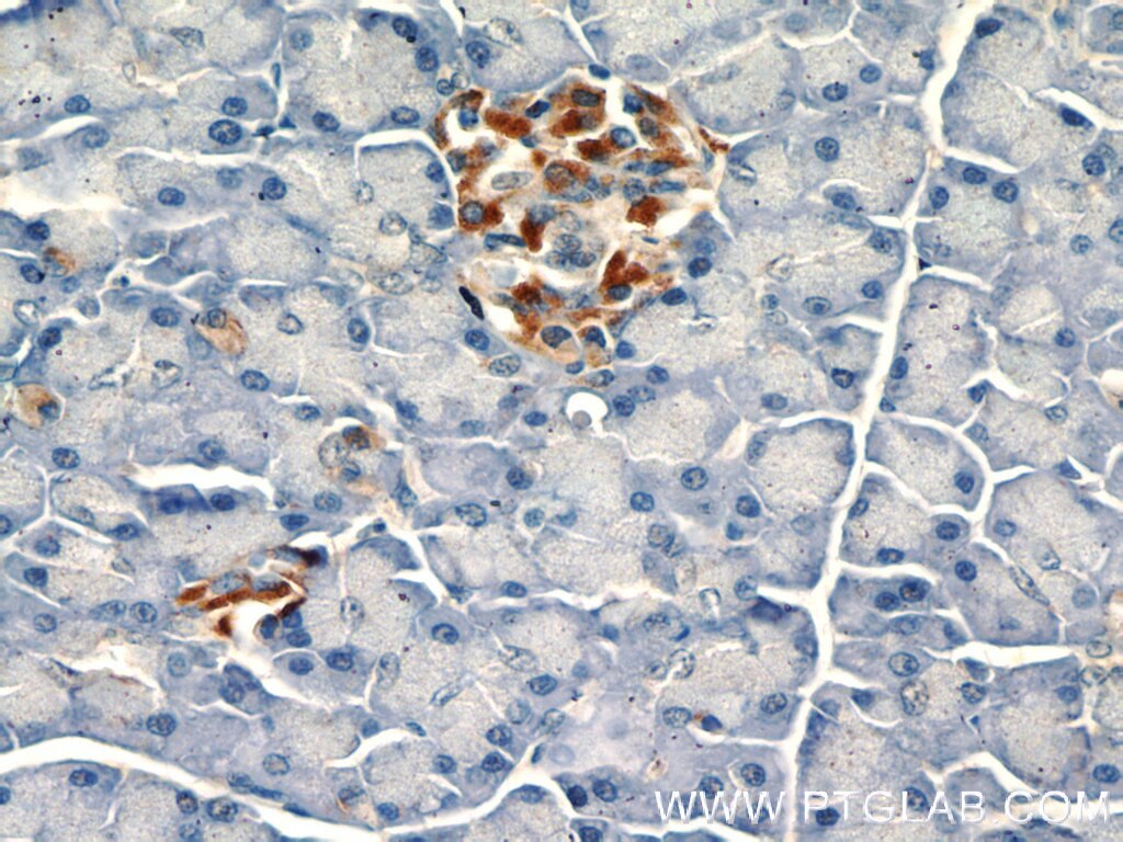 Immunohistochemistry (IHC) staining of human pancreas tissue using SDF4 Polyclonal antibody (10517-1-AP)