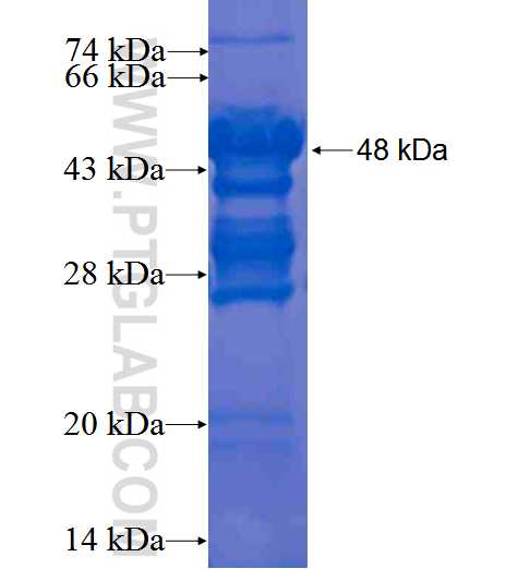 SDF4 fusion protein Ag0806 SDS-PAGE