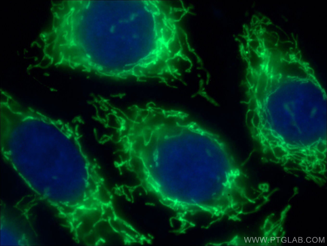 Immunofluorescence (IF) / fluorescent staining of HepG2 cells using SDHA Polyclonal antibody (14865-1-AP)