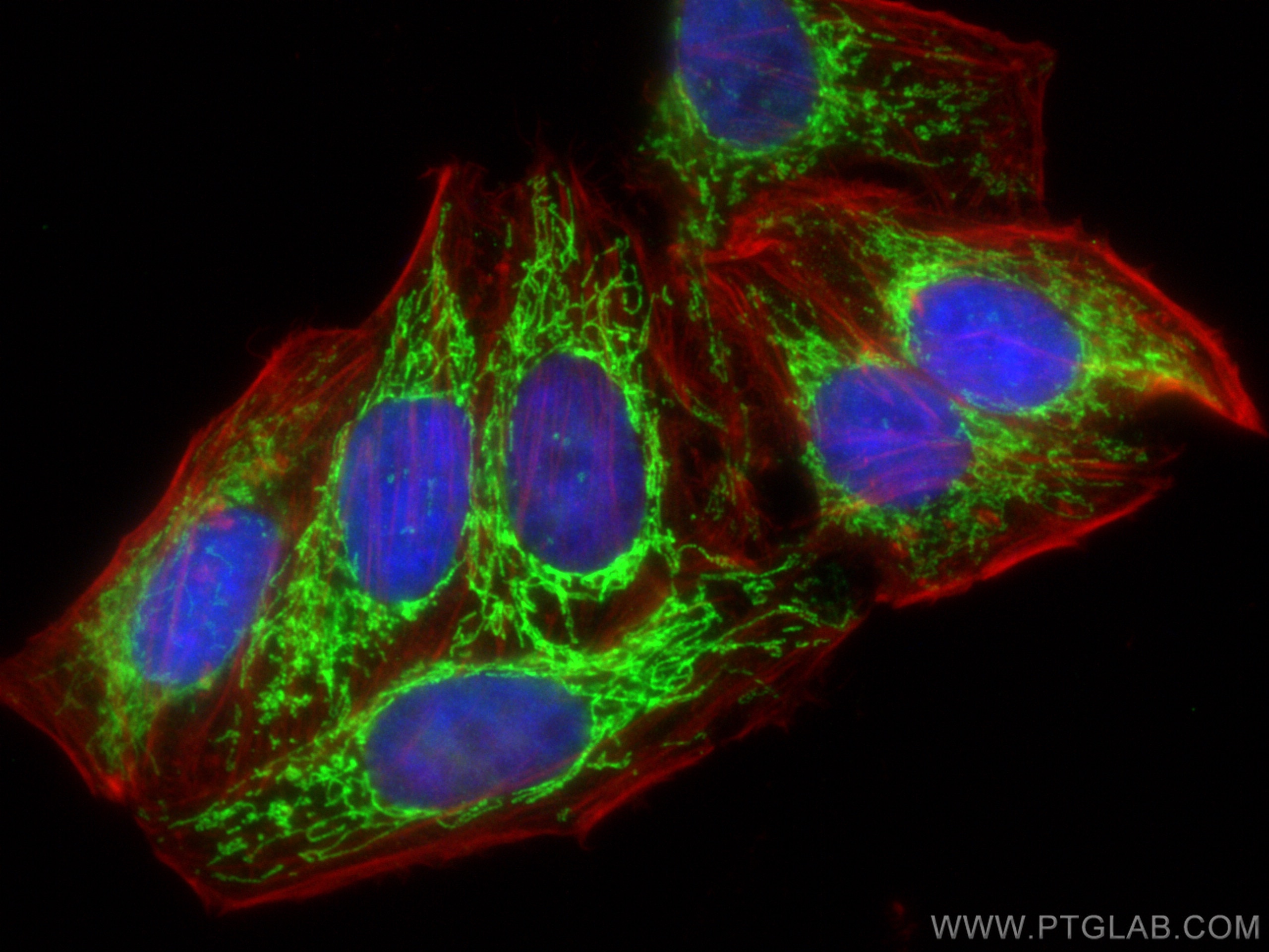 Immunofluorescence (IF) / fluorescent staining of HepG2 cells using SDHA Polyclonal antibody (14865-1-AP)