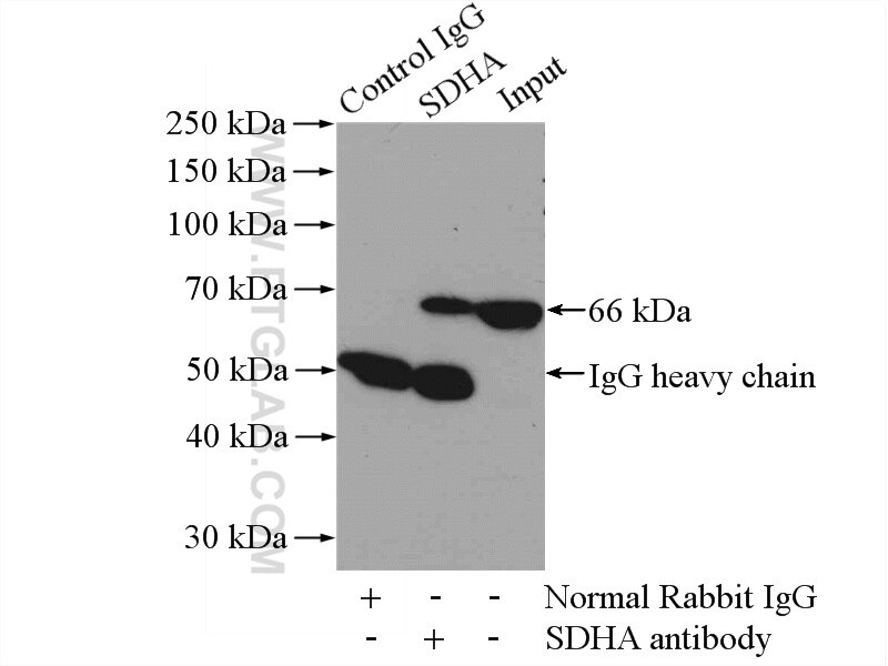 Immunoprecipitation (IP) experiment of mouse brain tissue using SDHA Polyclonal antibody (14865-1-AP)