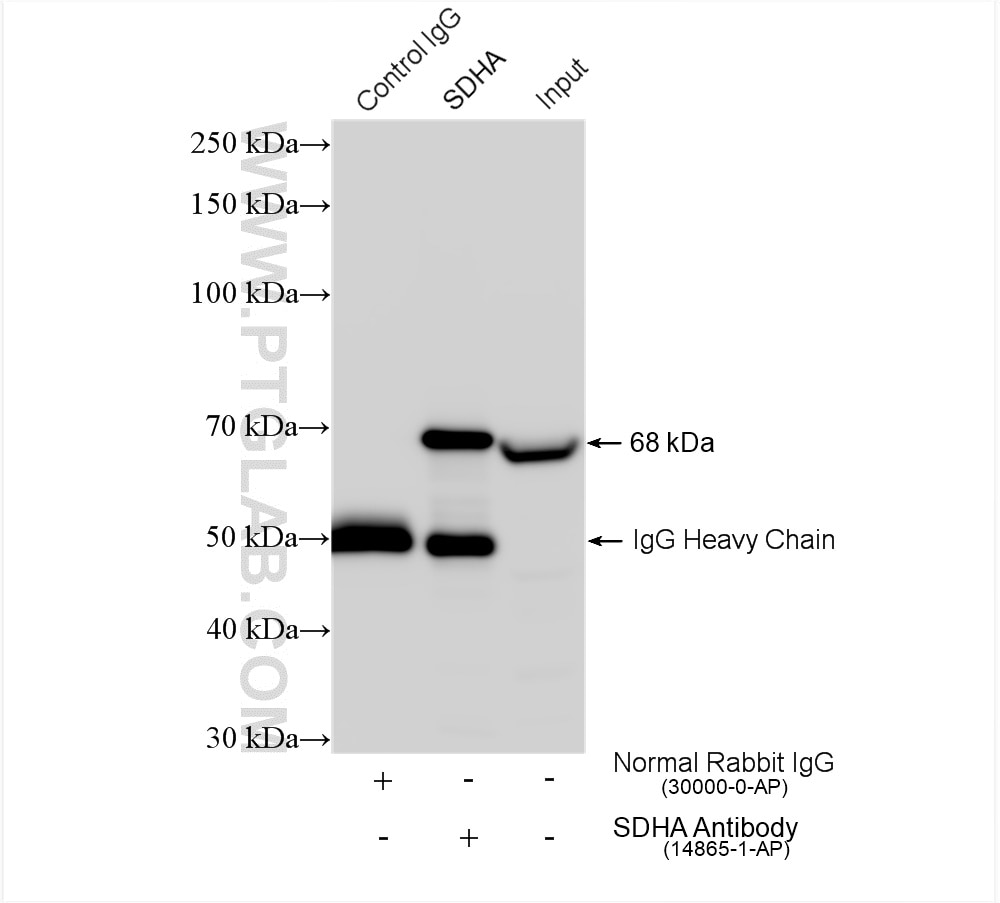 Immunoprecipitation (IP) experiment of HEK-293 cells using SDHA Polyclonal antibody (14865-1-AP)