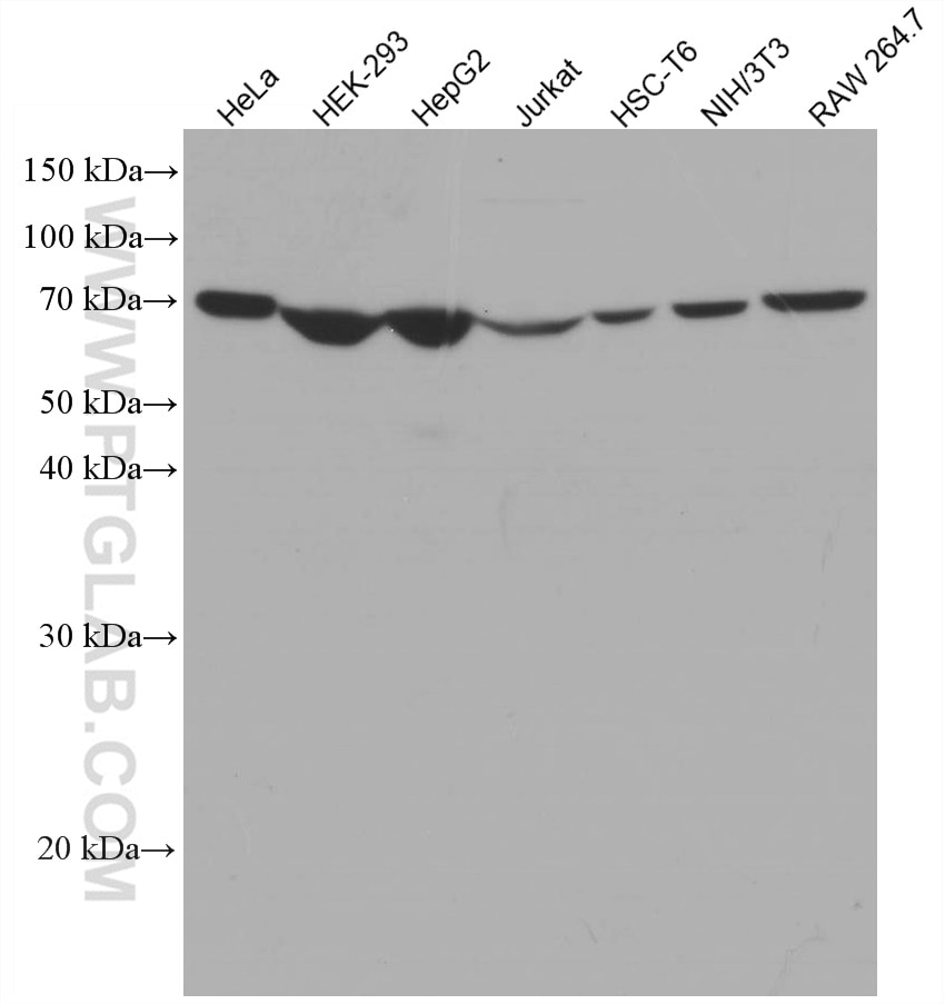 Western Blot (WB) analysis of various lysates using SDHA Monoclonal antibody (66588-1-Ig)
