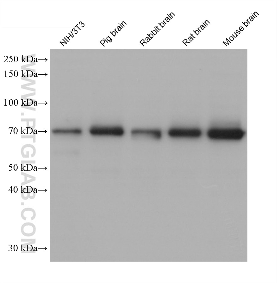 Western Blot (WB) analysis of various lysates using SDHA Monoclonal antibody (66588-1-Ig)