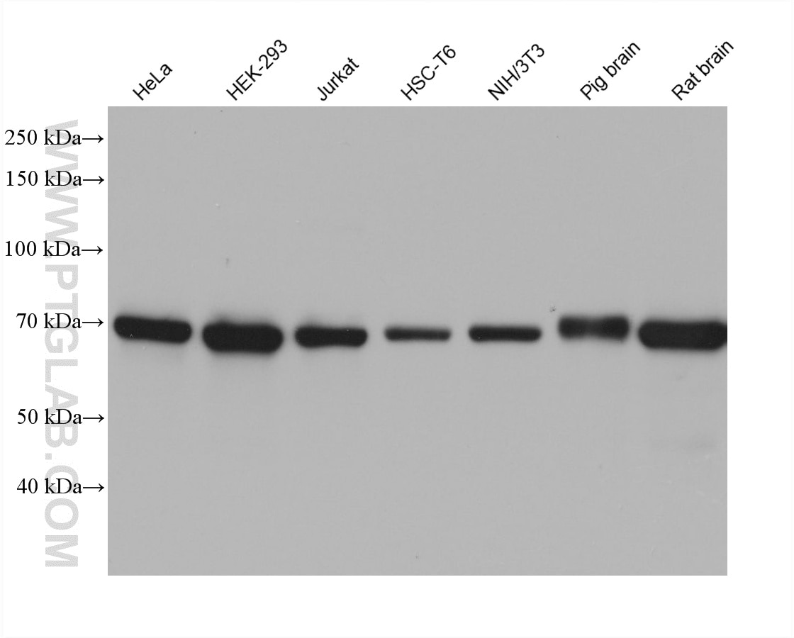 Western Blot (WB) analysis of various lysates using SDHA Monoclonal antibody (66588-1-Ig)
