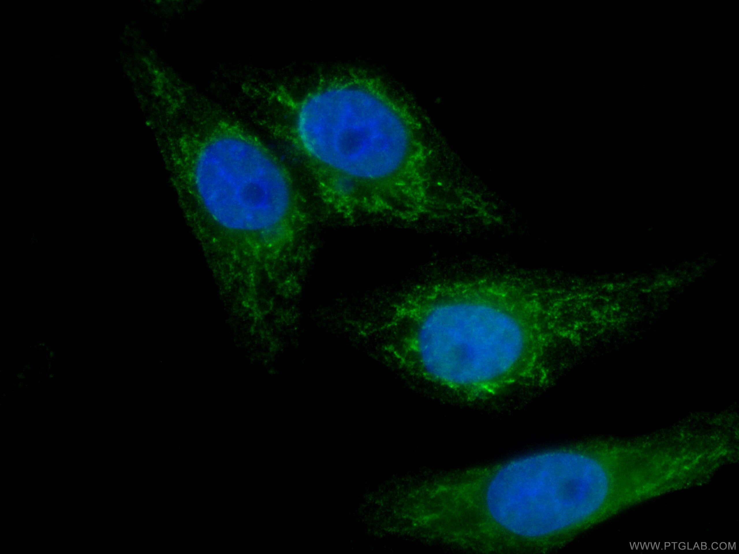 Immunofluorescence (IF) / fluorescent staining of HepG2 cells using CoraLite® Plus 488-conjugated SDHA Monoclonal anti (CL488-66588)