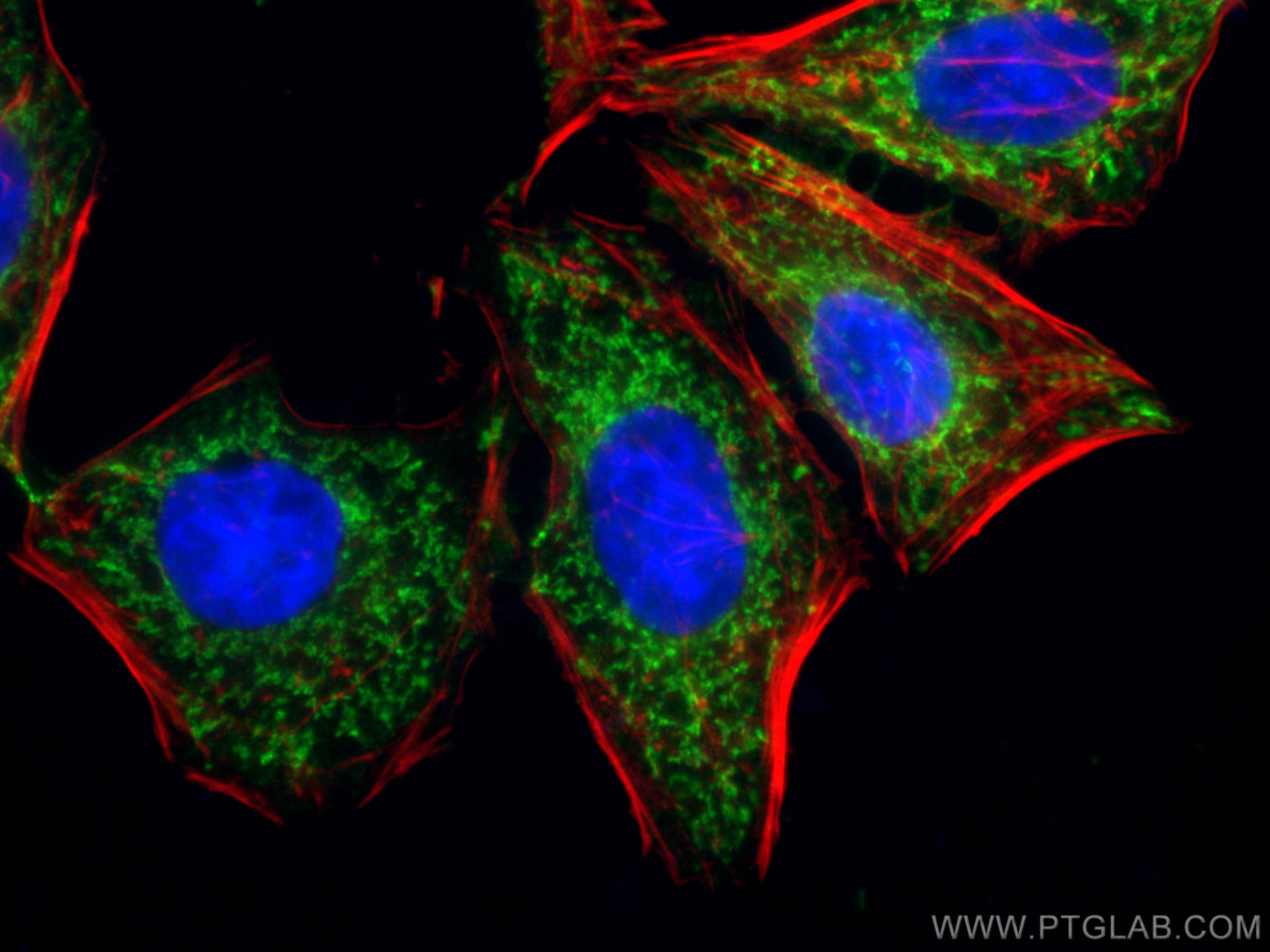 Immunofluorescence (IF) / fluorescent staining of HepG2 cells using CoraLite® Plus 488-conjugated SDHA Monoclonal anti (CL488-66588)
