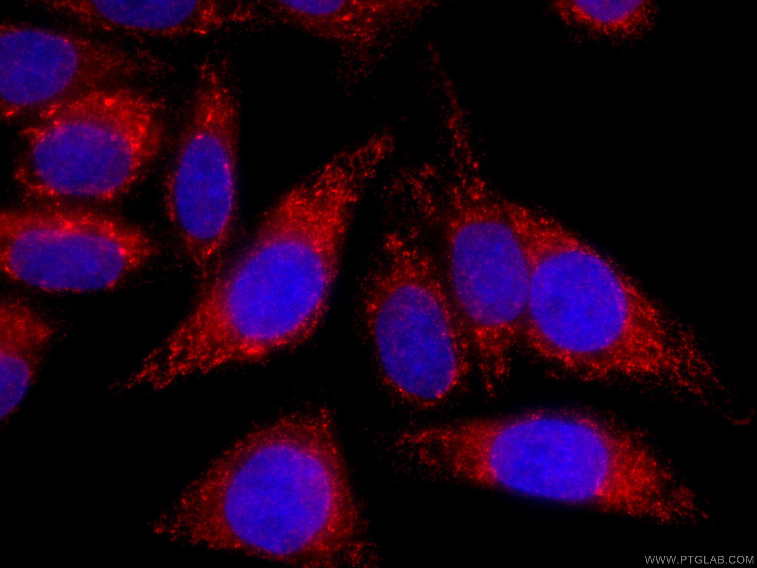 Immunofluorescence (IF) / fluorescent staining of HepG2 cells using CoraLite®594-conjugated SDHA Monoclonal antibody (CL594-66588)