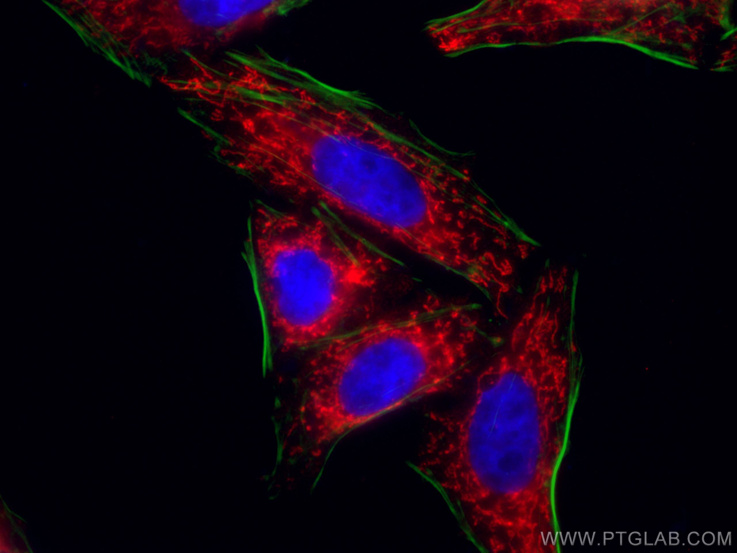 Immunofluorescence (IF) / fluorescent staining of HepG2 cells using CoraLite®594-conjugated SDHA Monoclonal antibody (CL594-66588)