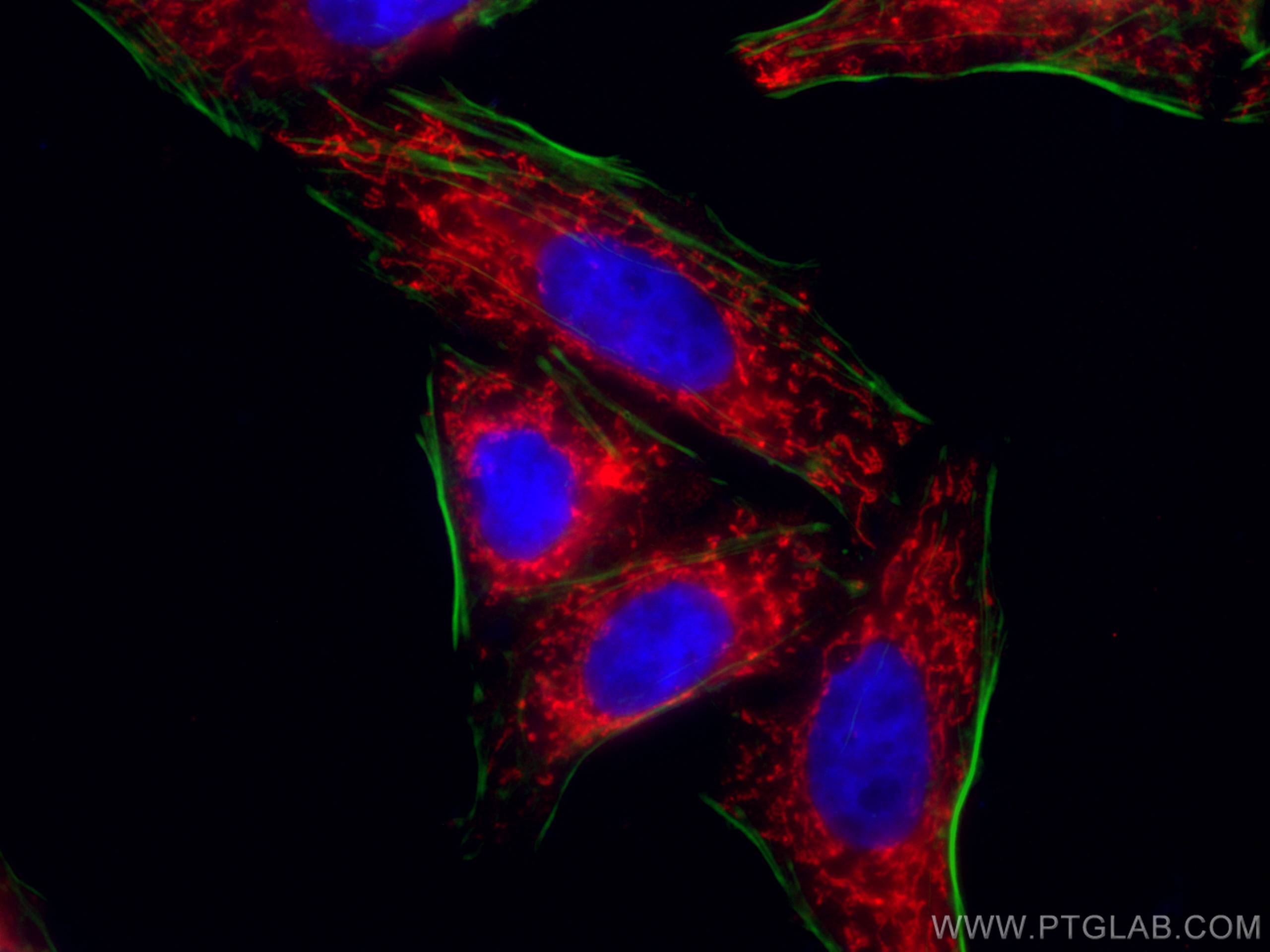 IF Staining of HepG2 using CL594-66588