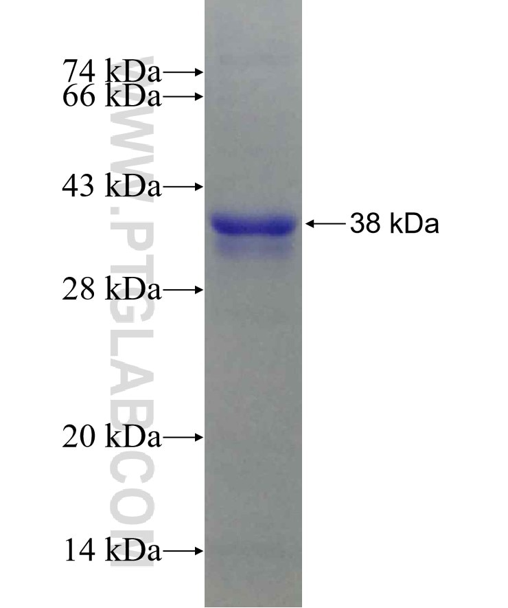 SDHA fusion protein Ag7023 SDS-PAGE