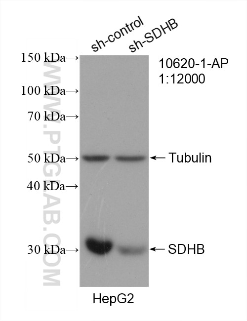 Western Blot (WB) analysis of HepG2 cells using SDHB Polyclonal antibody (10620-1-AP)