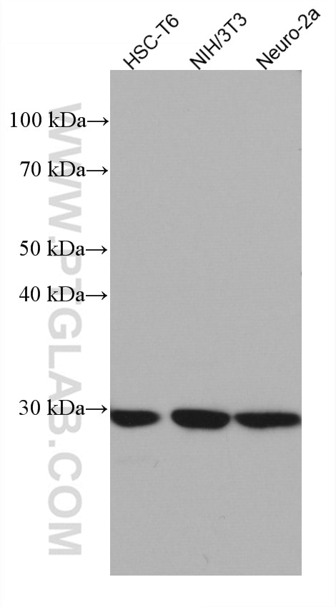 Western Blot (WB) analysis of various lysates using SDHB Monoclonal antibody (67600-1-Ig)