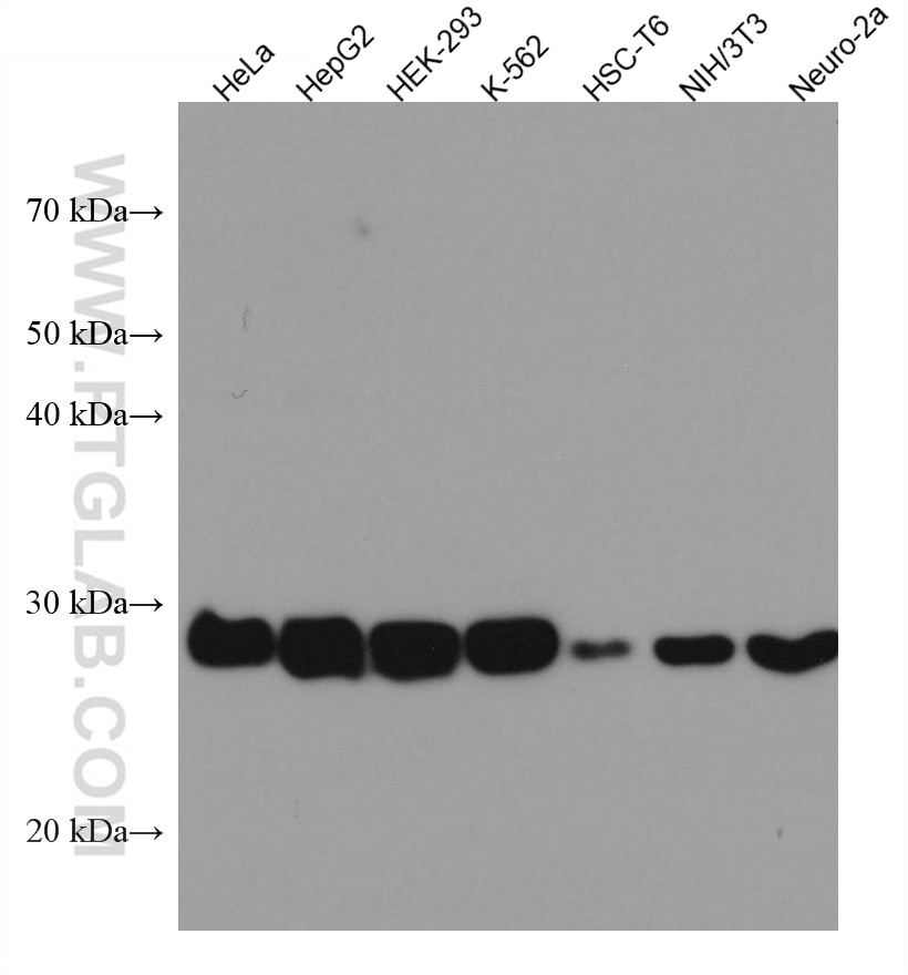 Western Blot (WB) analysis of various lysates using SDHB Monoclonal antibody (67600-1-Ig)