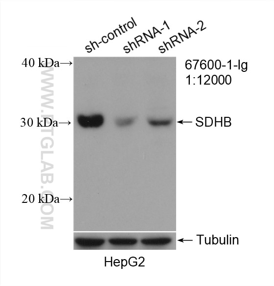 Western Blot (WB) analysis of HepG2 cells using SDHB Monoclonal antibody (67600-1-Ig)
