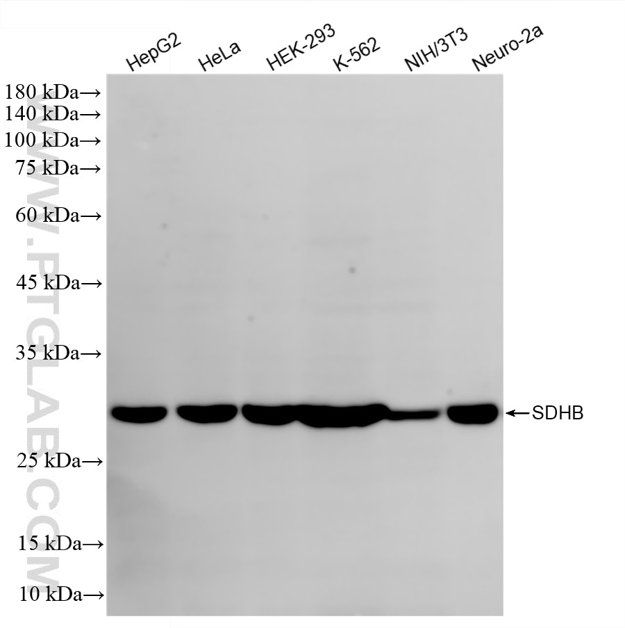 Western Blot (WB) analysis of various lysates using SDHB Recombinant monoclonal antibody (87791-1-RR)