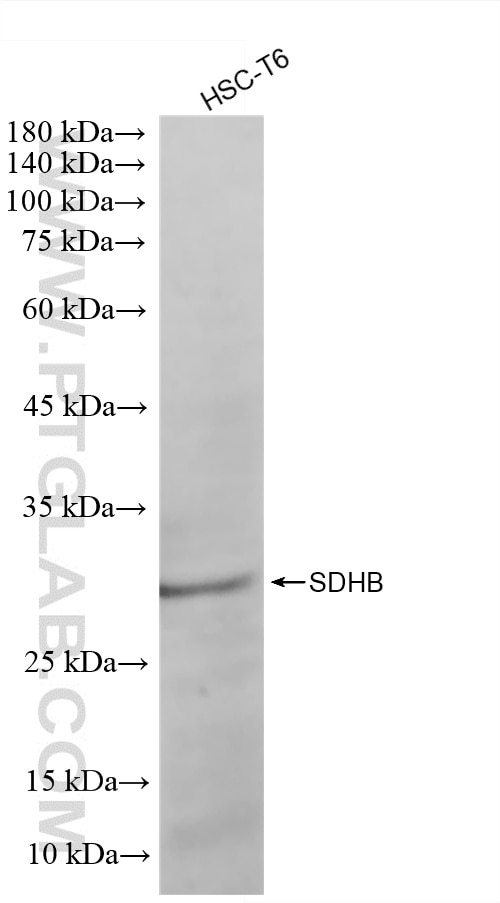 Western Blot (WB) analysis of HSC-T6 cells using SDHB Recombinant monoclonal antibody (87791-1-RR)