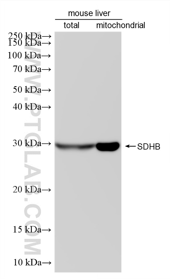 WB analysis using 87791-1-RR Western Blot (WB) analysis of various lysates using SDHB Recombinant monoclonal antibody (87791-1-RR)