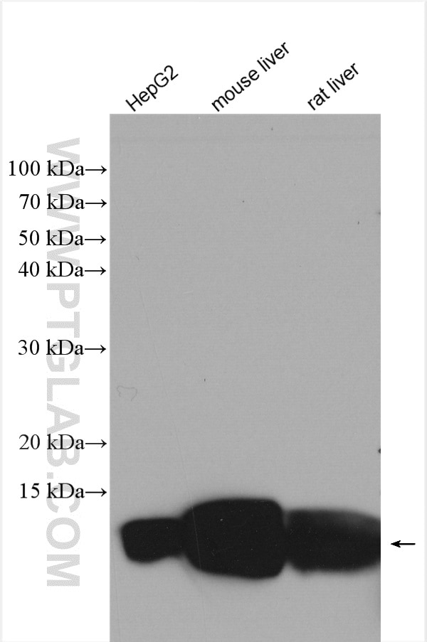 Western Blot (WB) analysis of various lysates using SDHC Polyclonal antibody (14575-1-AP)