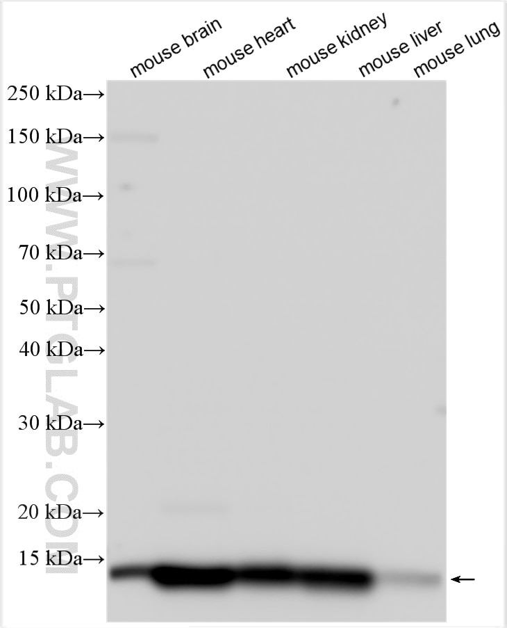 WB analysis using 14575-1-AP