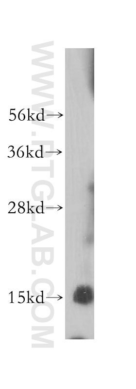 Western Blot (WB) analysis of HepG2 cells using SDHC Polyclonal antibody (14575-1-AP)