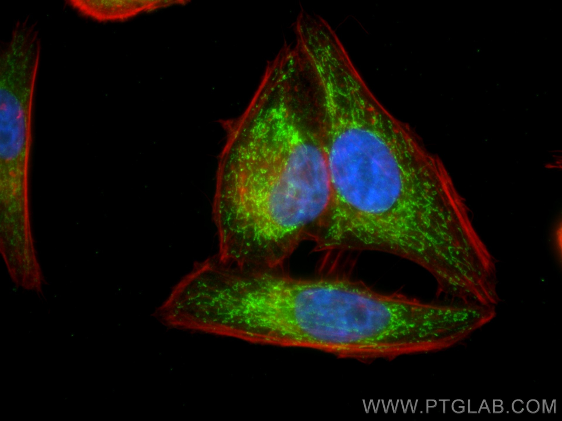 Immunofluorescence (IF) / fluorescent staining of HepG2 cells using SDHD Polyclonal antibody (26519-1-AP)