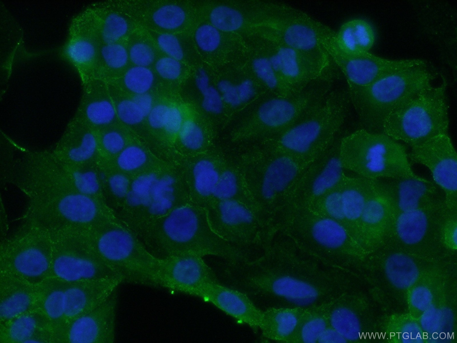 Immunofluorescence (IF) / fluorescent staining of A549 cells using SDPR Polyclonal antibody (12339-1-AP)