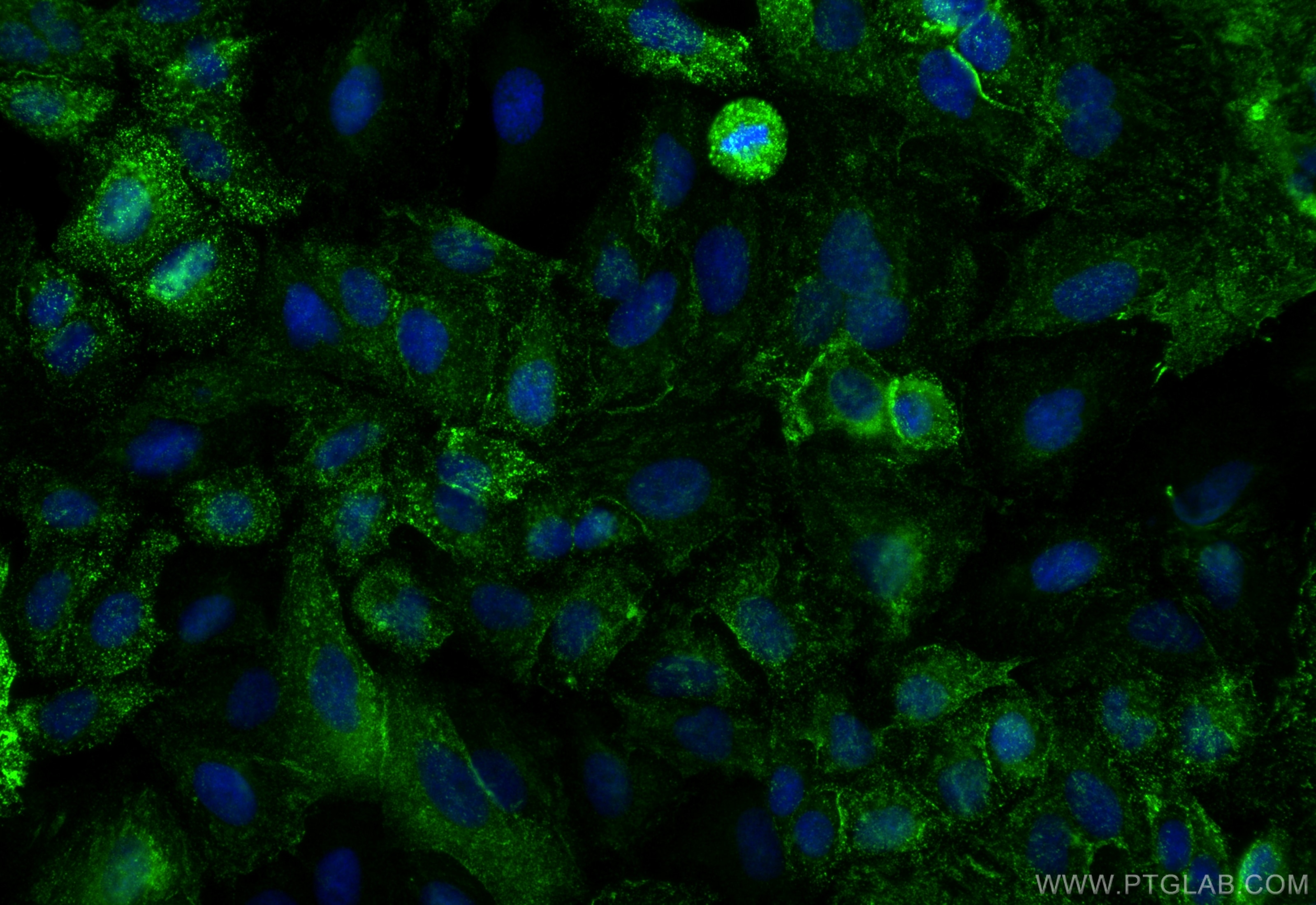 Immunofluorescence (IF) / fluorescent staining of A549 cells using SDPR Polyclonal antibody (12339-1-AP)
