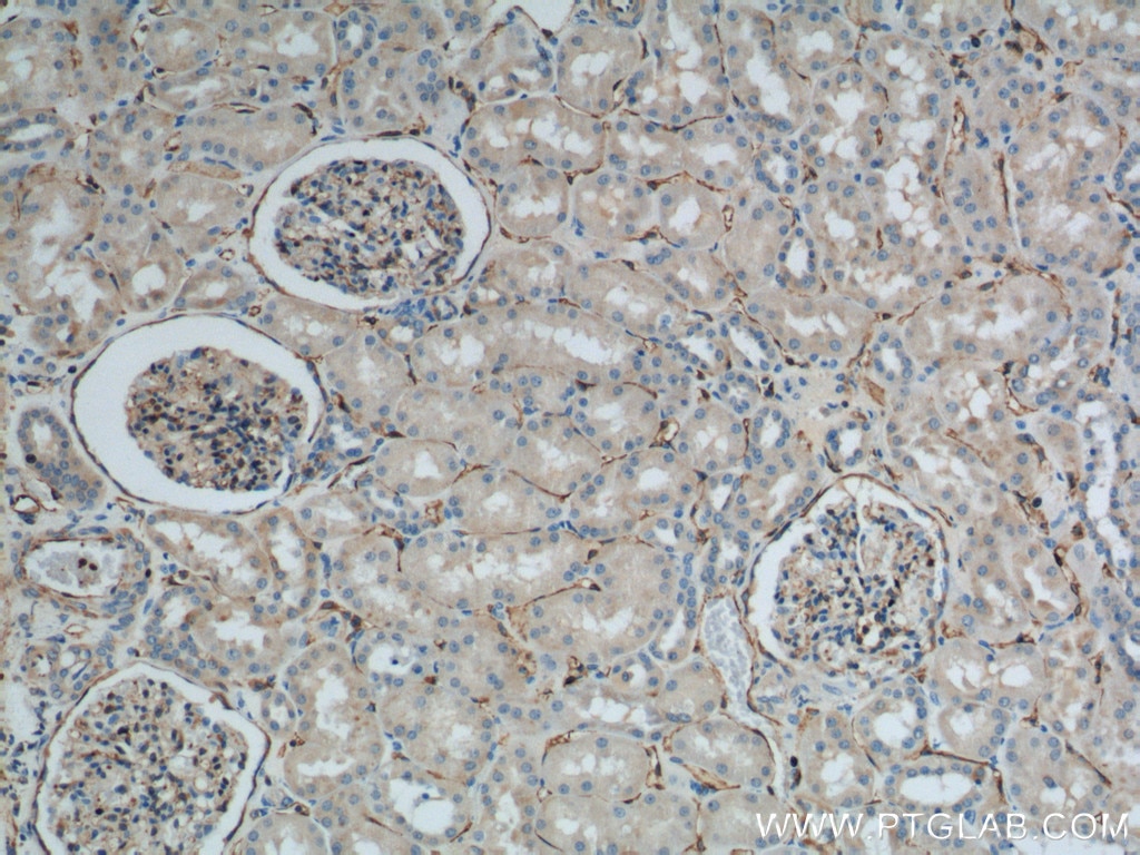 IHC staining of human kidney using 12339-1-AP