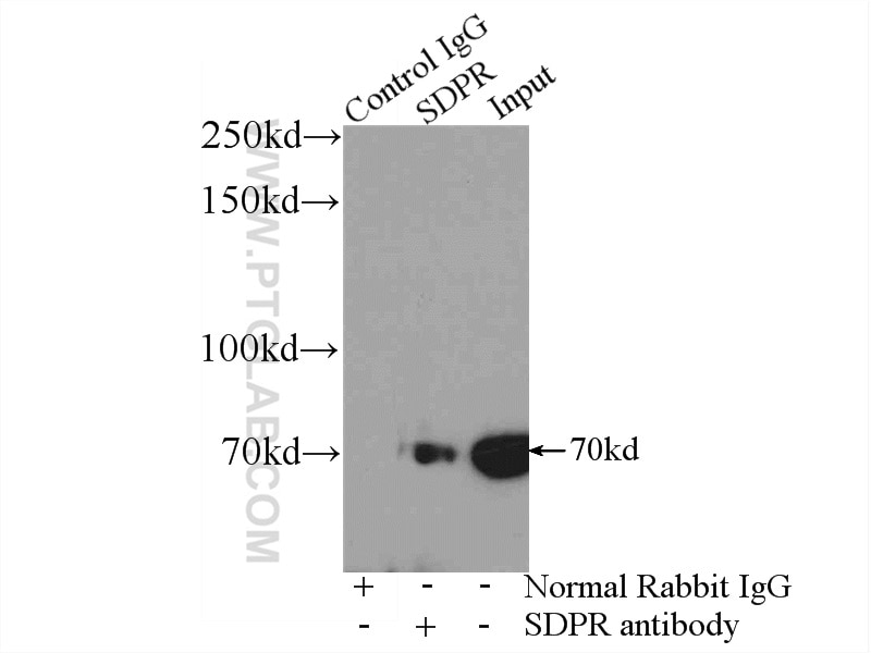 Immunoprecipitation (IP) experiment of mouse heart tissue using SDPR Polyclonal antibody (12339-1-AP)