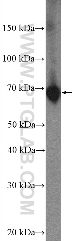 Western Blot (WB) analysis of A549 cells using SDPR Polyclonal antibody (12339-1-AP)